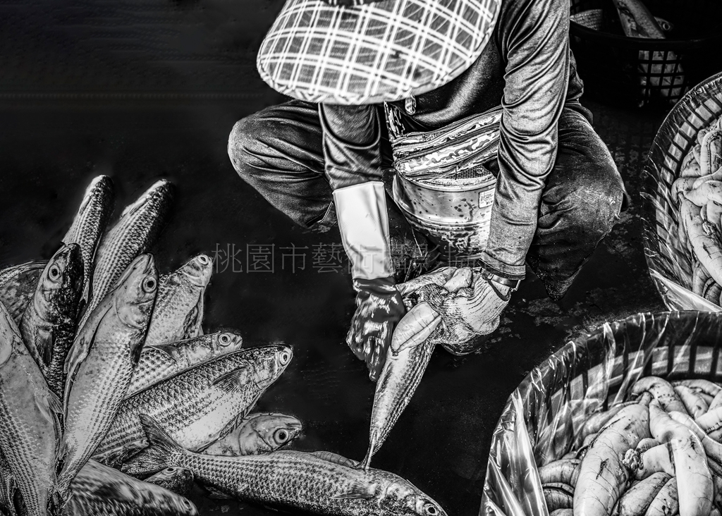 採收烏魚子